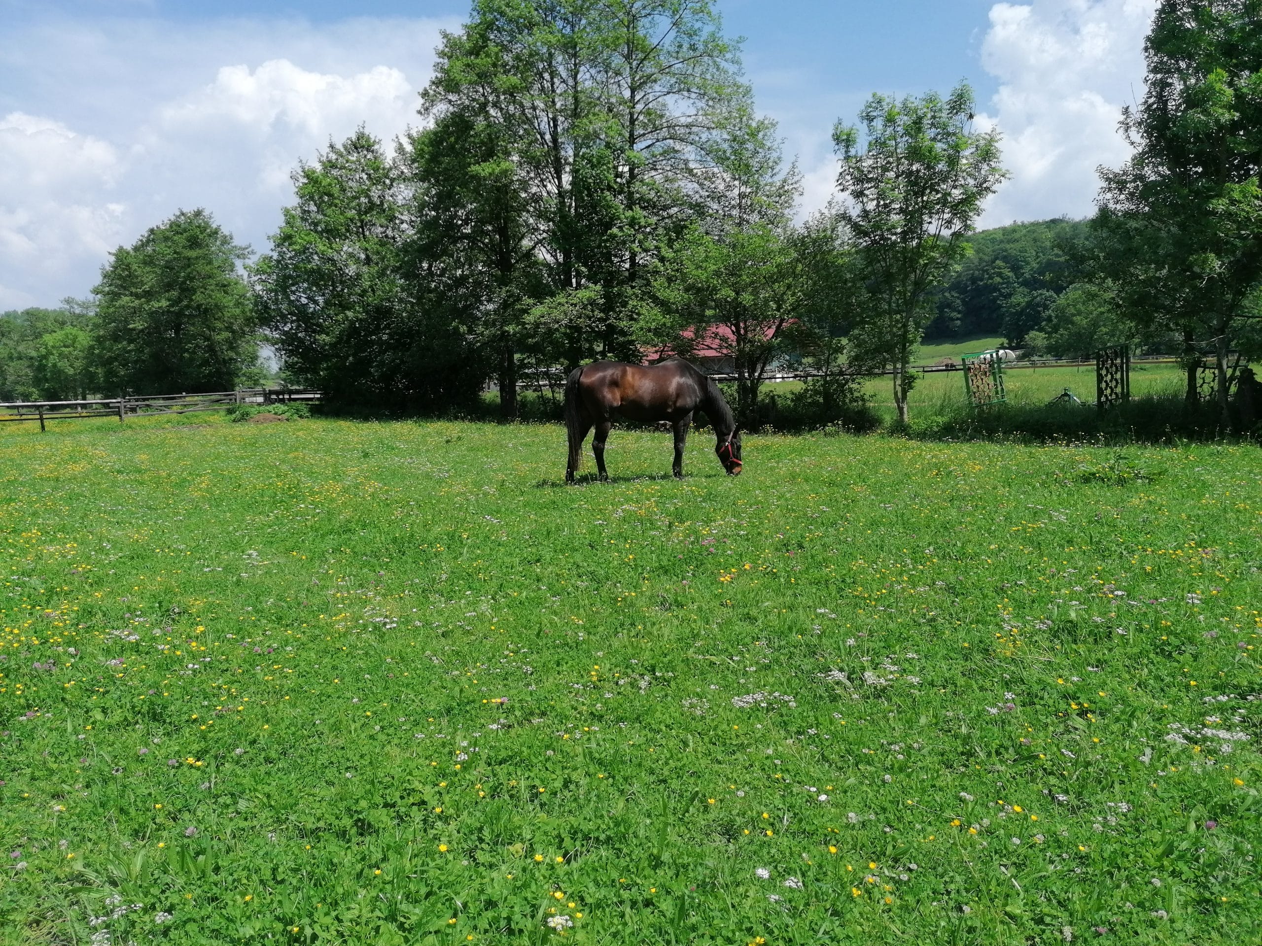 Anlage (1)