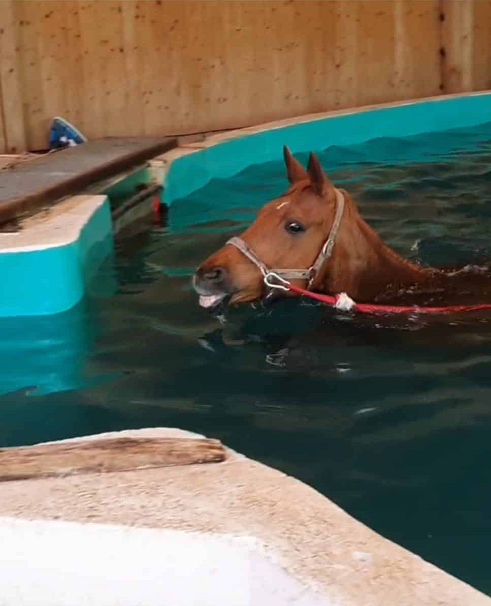 Schwimmpferd